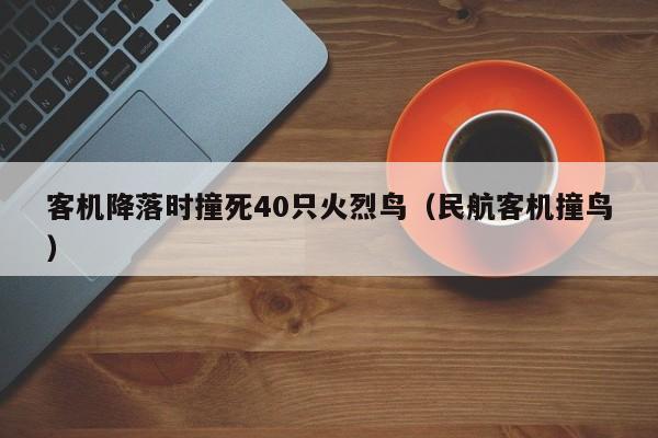 客机降落时撞死40只火烈鸟（民航客机撞鸟）